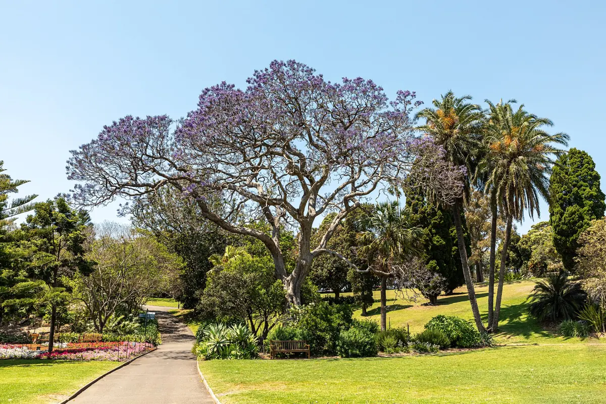 A path in the Royal Botanic Garden